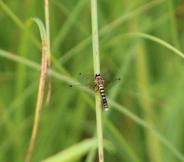 Photo of Elfin Skimmer