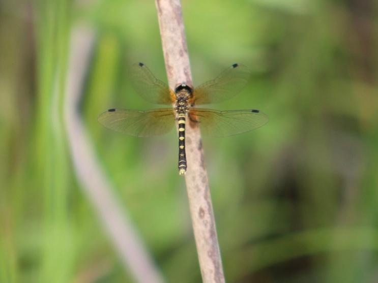 Photo of Elfin Skimmer