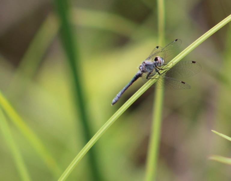 Photo of Elfin Skimmer