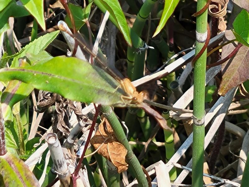 Photo of Blue-fronted Dancer