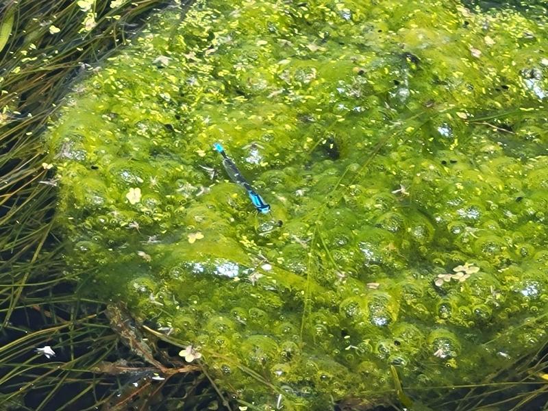 Photo of Skimming Bluet