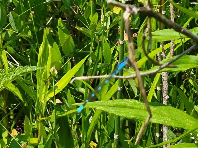 Photo of Tule Bluet