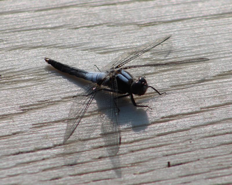 Photo of Chalk-fronted Corporal