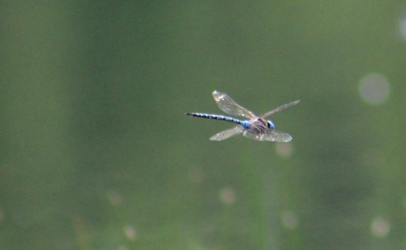 Photo of Spatterdock Darner