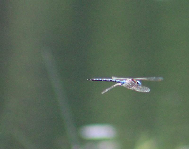 Photo of Spatterdock Darner