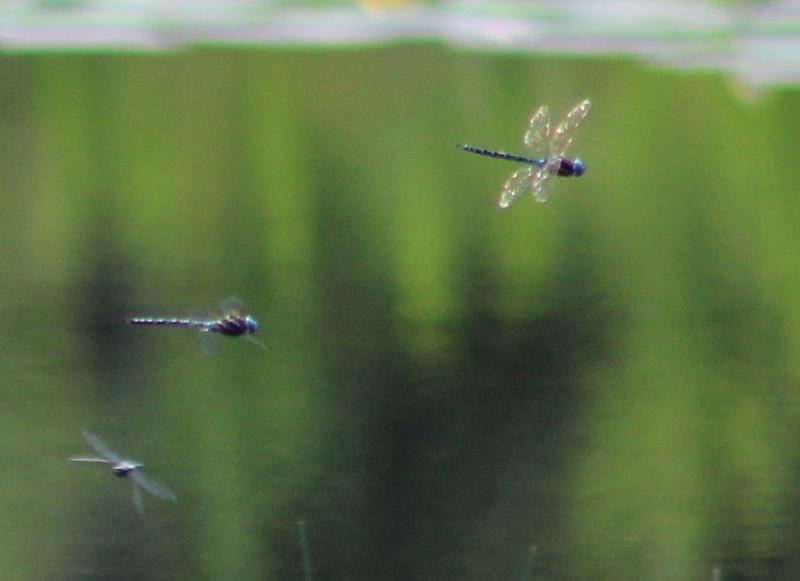 Photo of Spatterdock Darner