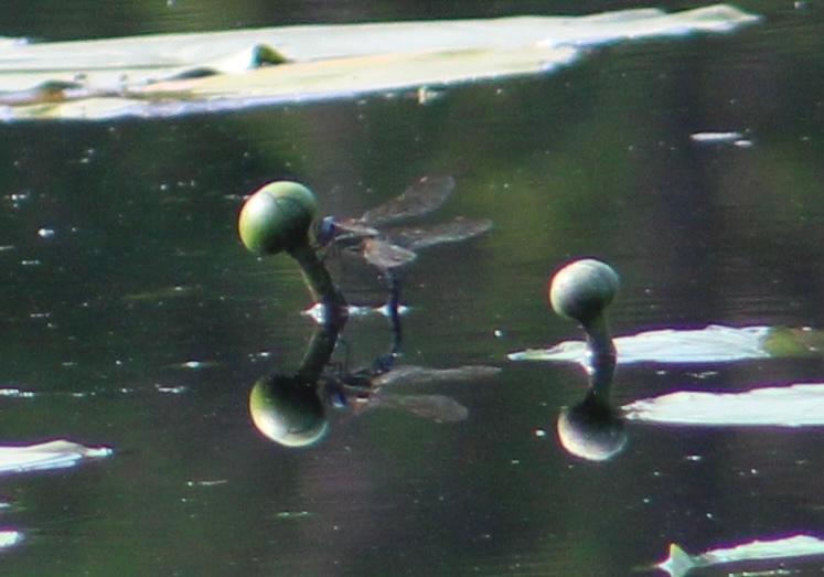 Photo of Spatterdock Darner