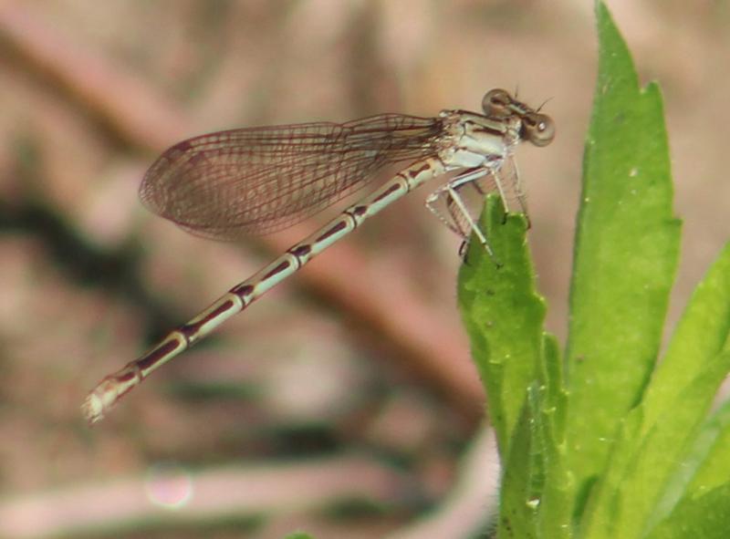 Photo of Variable Dancer (Violet Dancer ssp.)