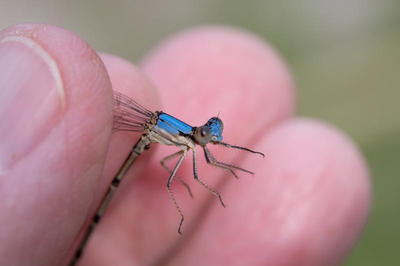 Photo of Blue-fronted Dancer