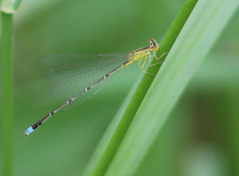 Photo of Vesper Bluet