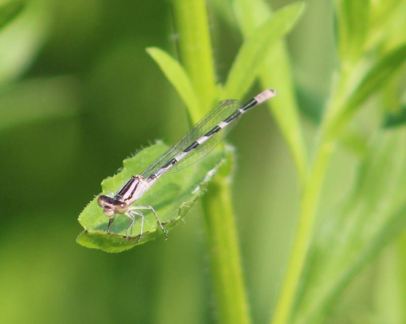 Photo of Tule Bluet