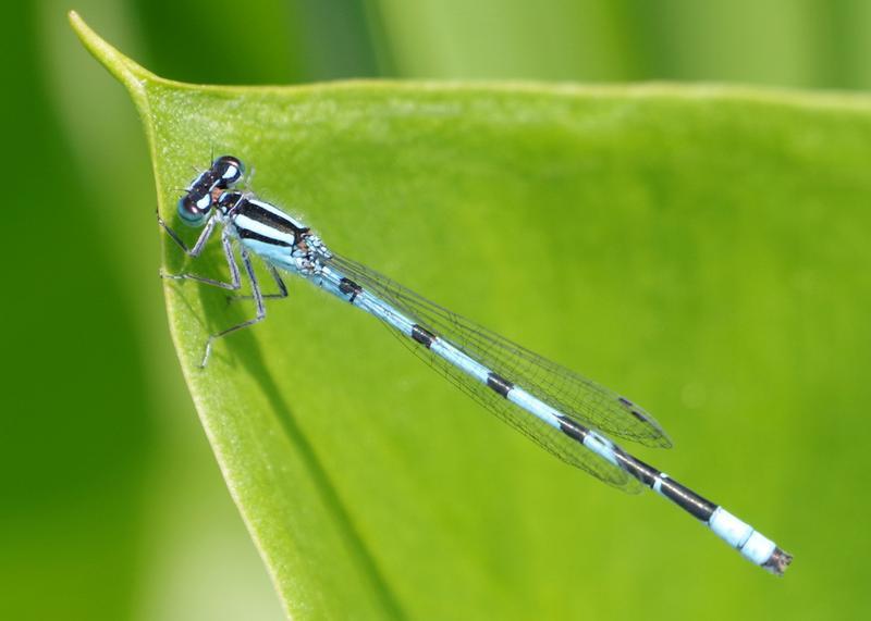 Photo of Marsh Bluet