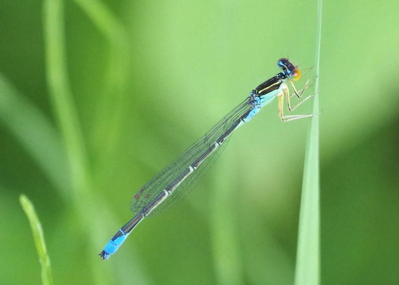 Photo of Rainbow Bluet