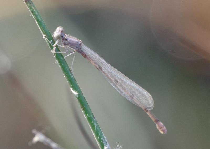 Photo of Slender Bluet