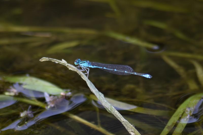 Photo of Stream Bluet