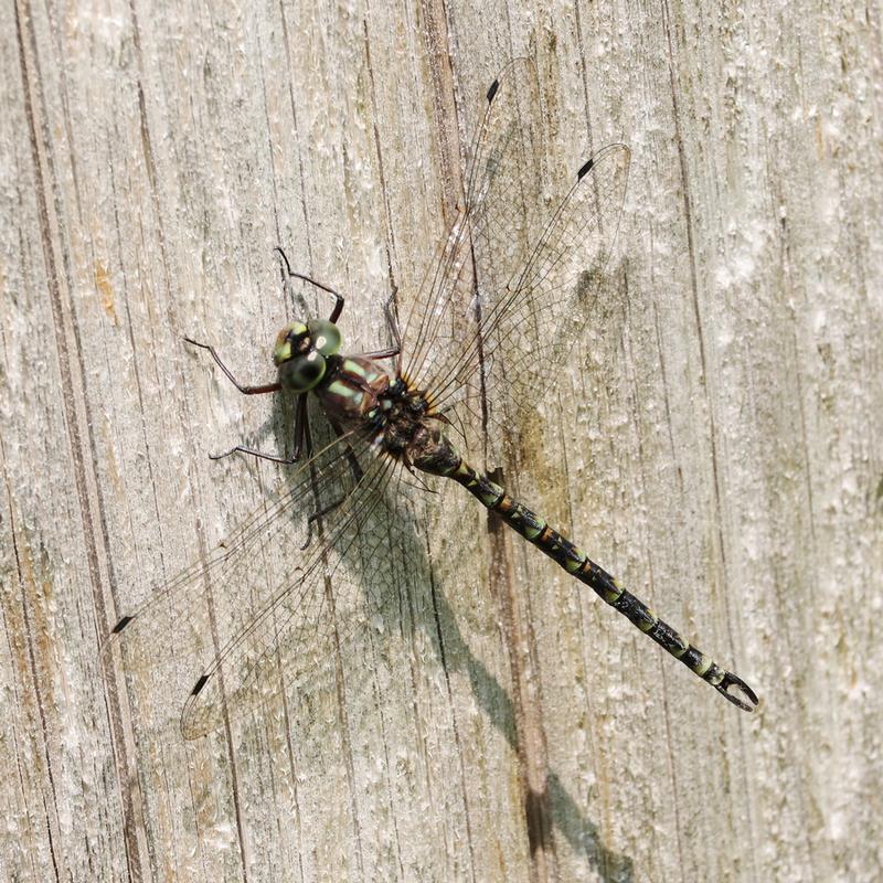 Photo of Harlequin Darner