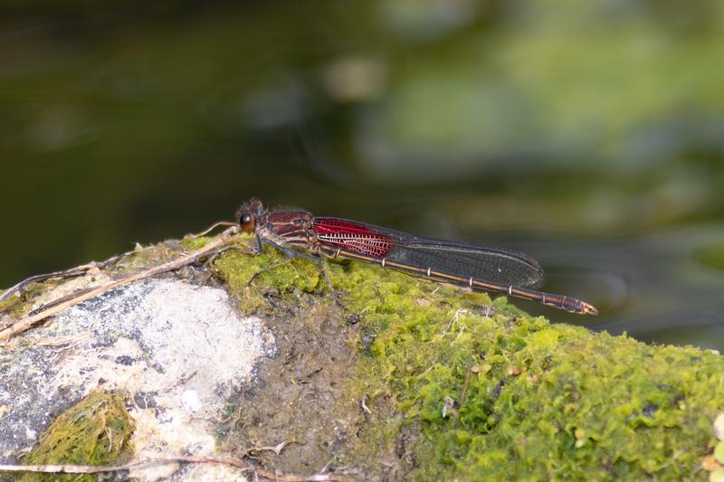 Photo of American Rubyspot