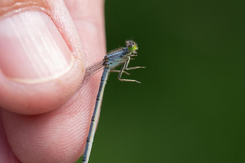 Photo of Eastern Forktail