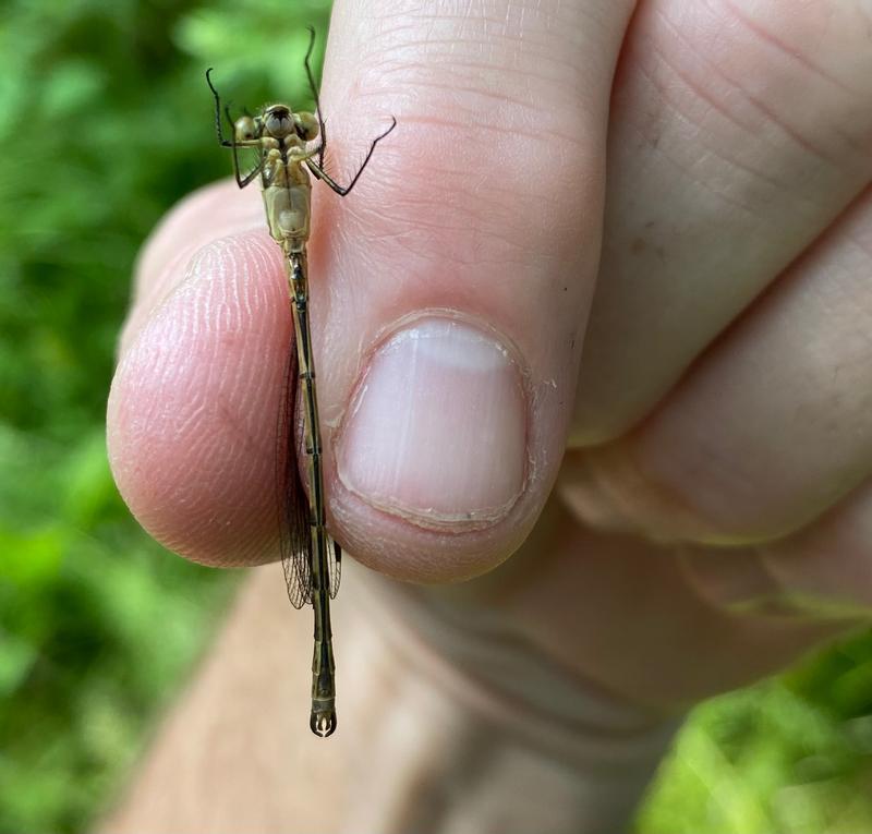 Photo of Emerald Spreadwing