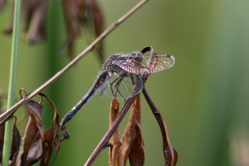 Photo of Dot-tailed Whiteface