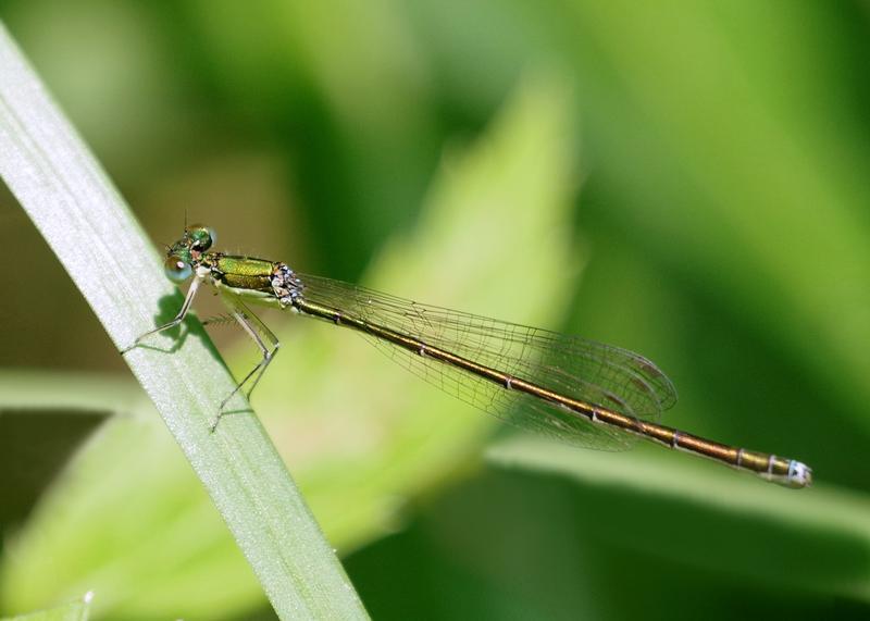 Photo of Sedge Sprite