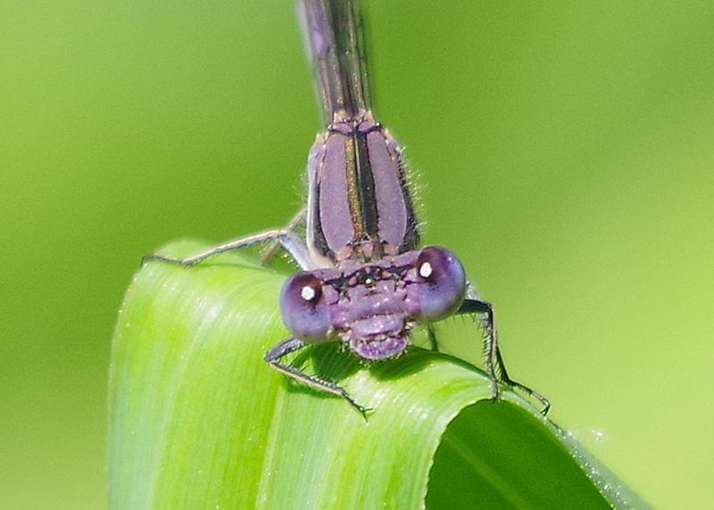 Photo of Variable Dancer (Violet Dancer ssp.)