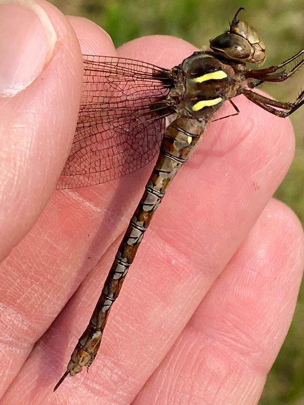 Photo of Springtime Darner