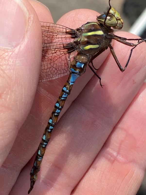 Photo of Springtime Darner