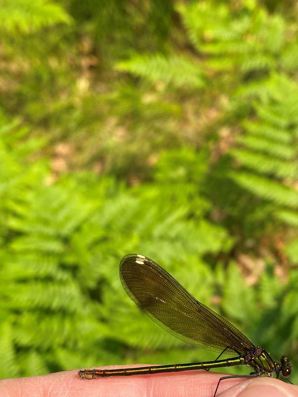 Photo of River Jewelwing