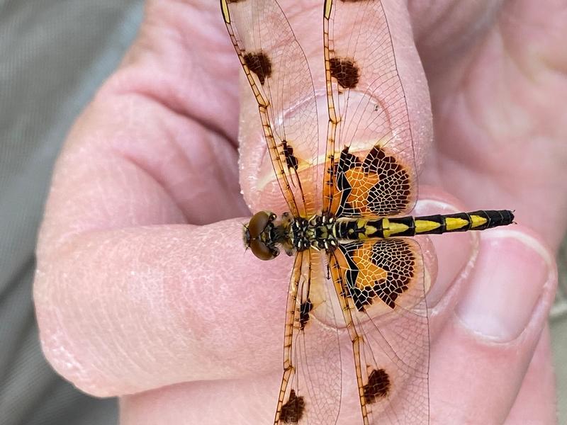 Photo of Calico Pennant