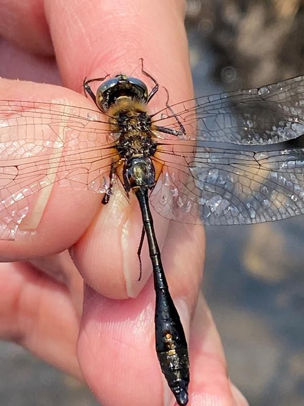 Photo of Racket-tailed Emerald