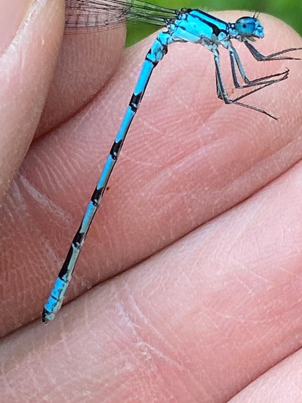 Photo of Boreal Bluet