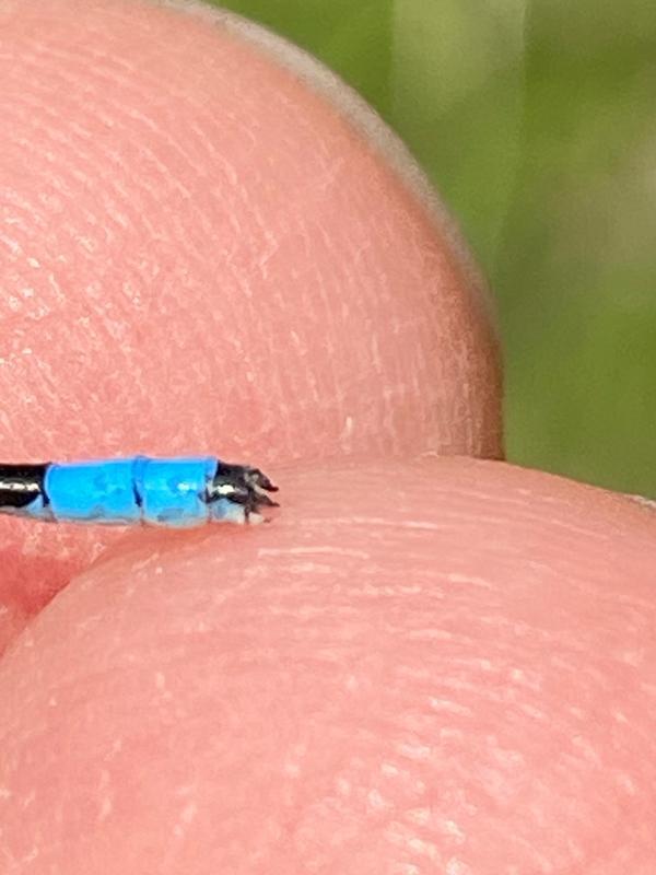 Photo of Hagen's Bluet