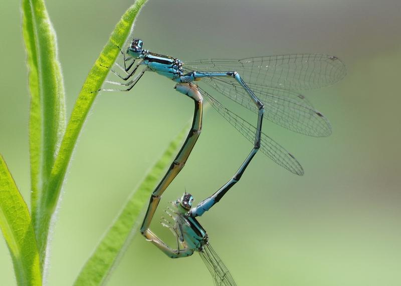 Photo of Stream Bluet