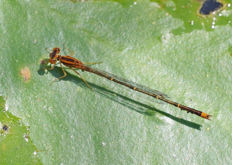 Photo of Orange Bluet