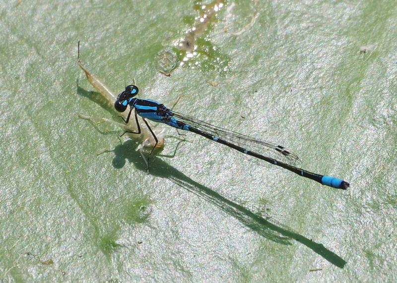 Photo of Skimming Bluet