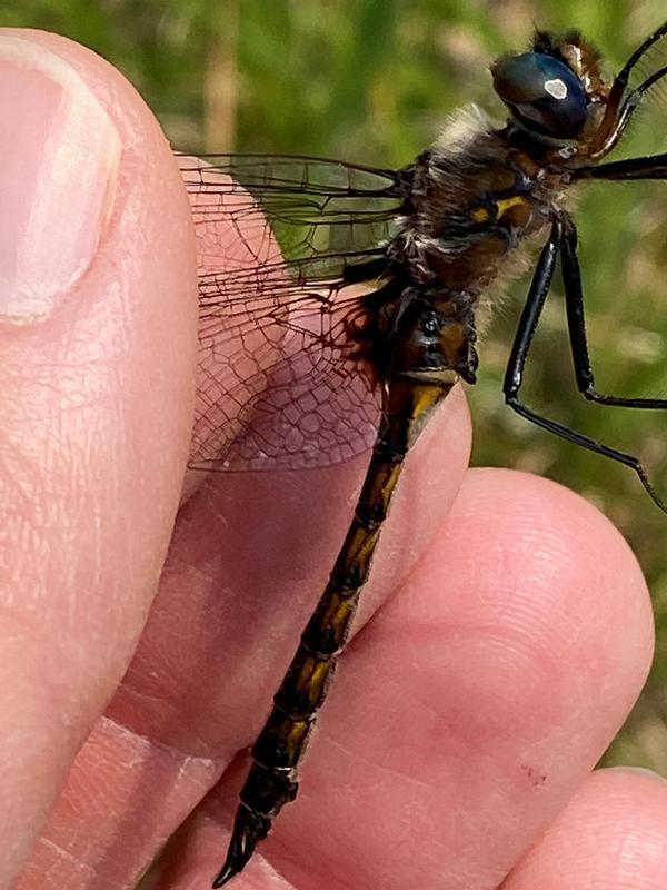 Photo of Spiny Baskettail