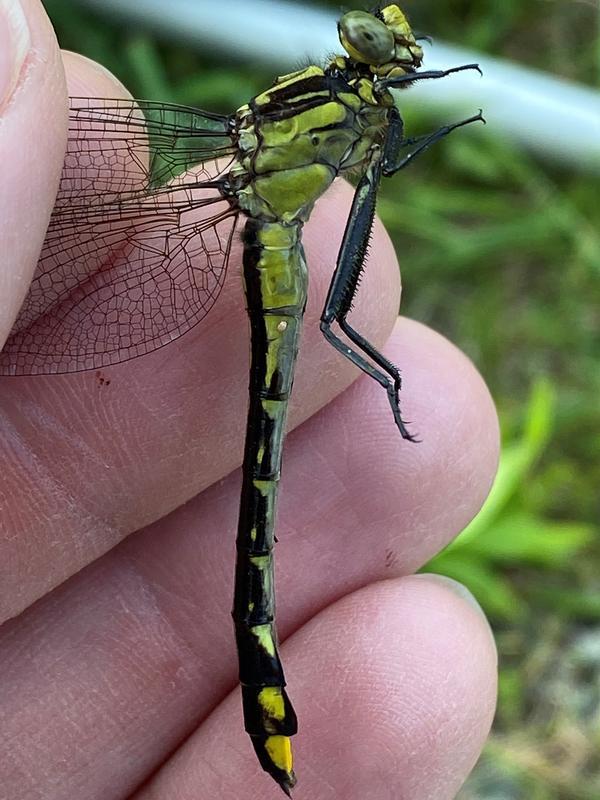 Photo of Midland Clubtail