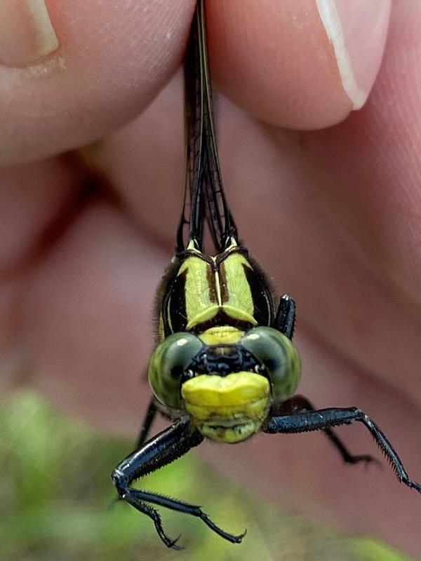 Photo of Midland Clubtail