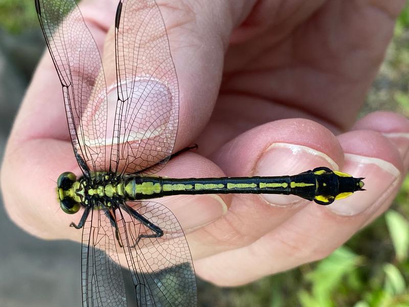 Photo of Midland Clubtail