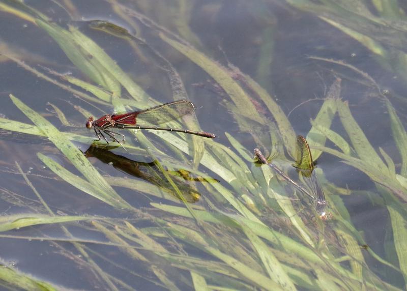 Photo of American Rubyspot