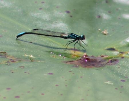 Photo of Lilypad Forktail