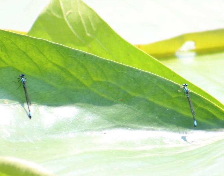 Photo of Lilypad Forktail