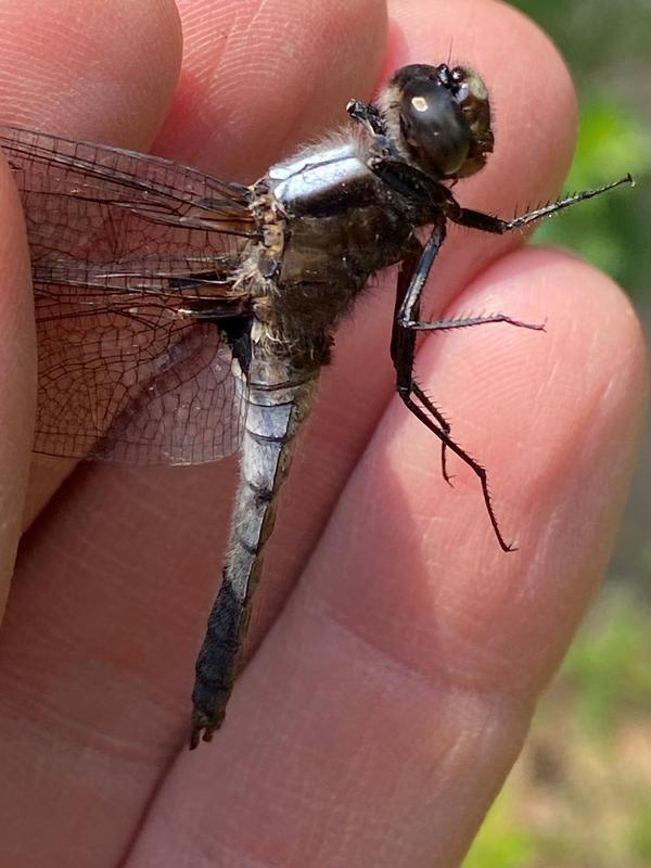 Photo of Chalk-fronted Corporal