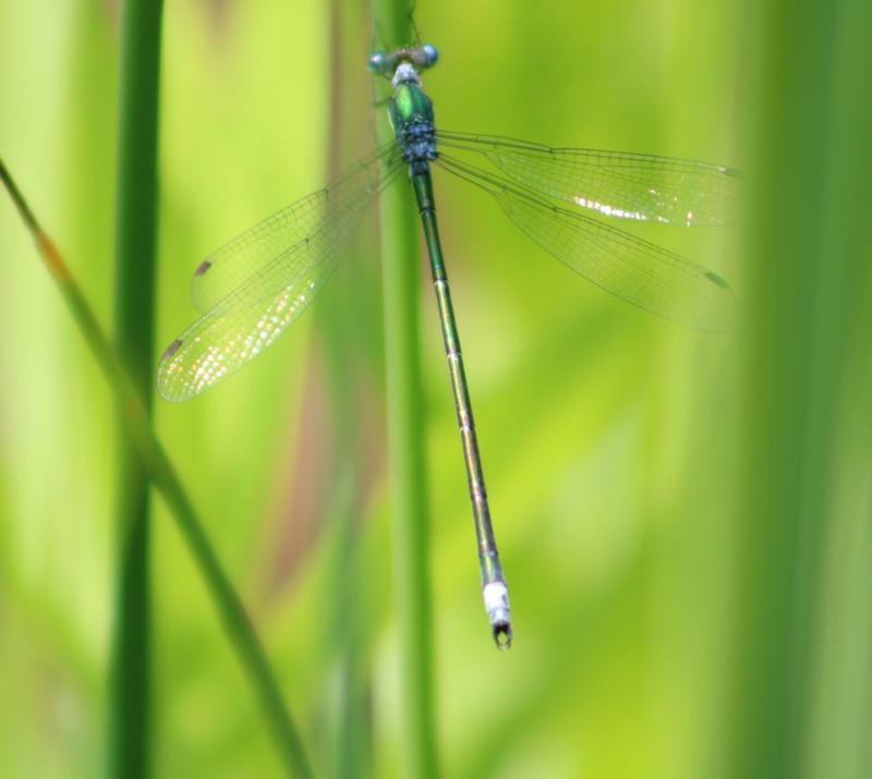 Photo of Elegant Spreadwing