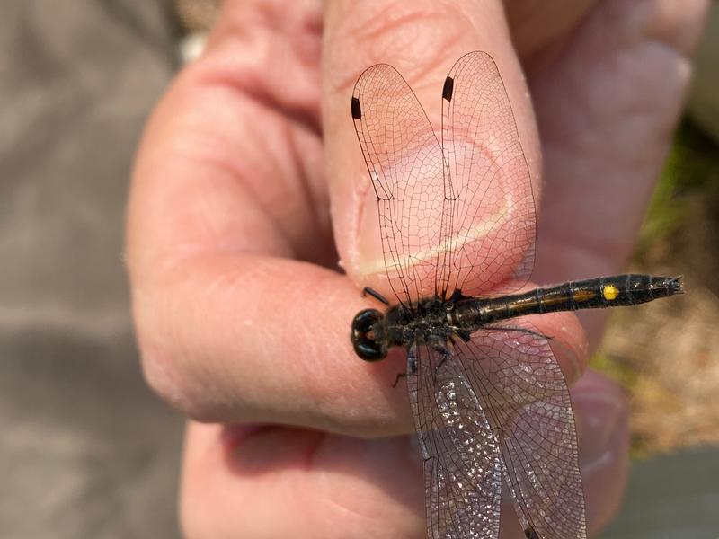 Photo of Dot-tailed Whiteface