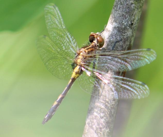 Photo of Dot-tailed Whiteface