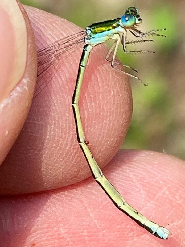 Photo of Sedge Sprite