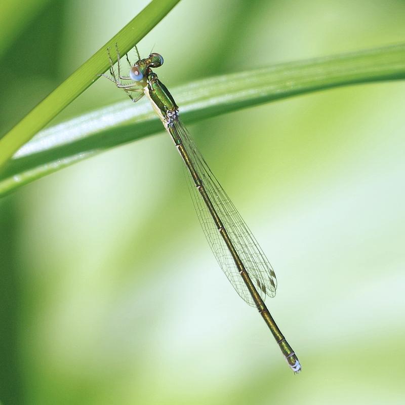 Photo of Sedge Sprite