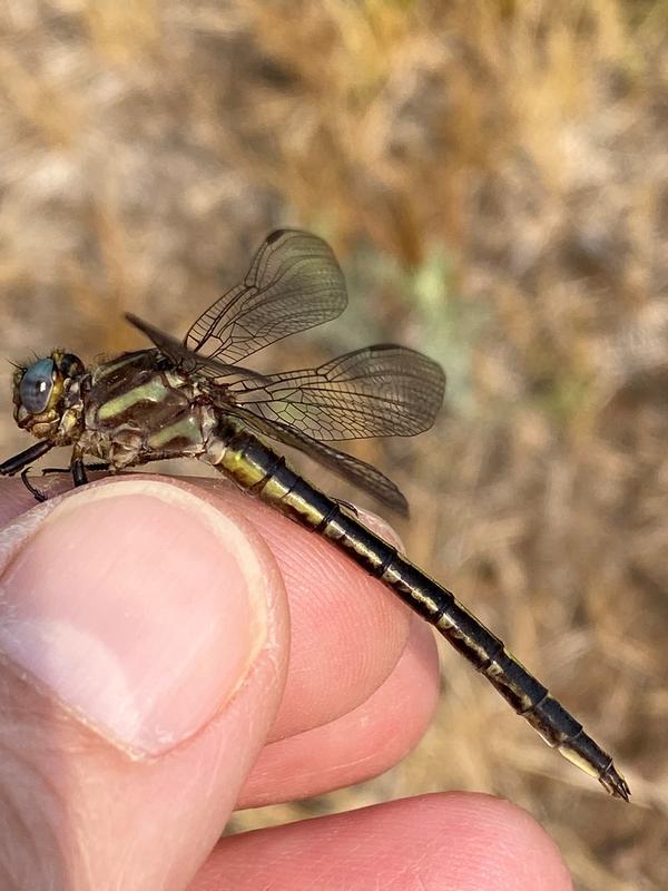 Photo of Dusky Clubtail